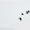 Greylag Goose