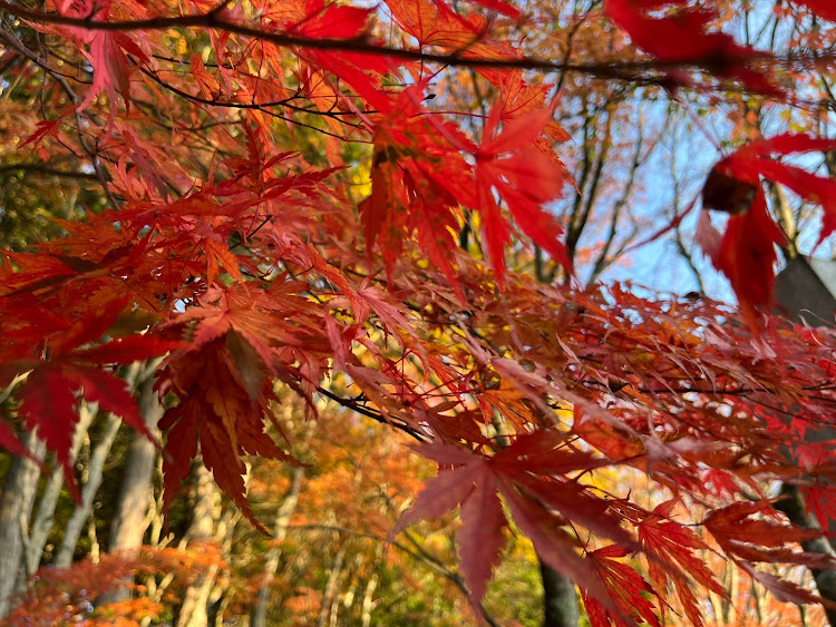 レヴォーグのクールグレーカーキ・紅葉・わらじカツ丼・カメラほしい・三峯神社に関するカスタム事例の投稿画像3枚目