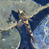 Tidepool sculpin