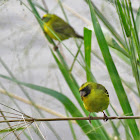 Black-faced Canary