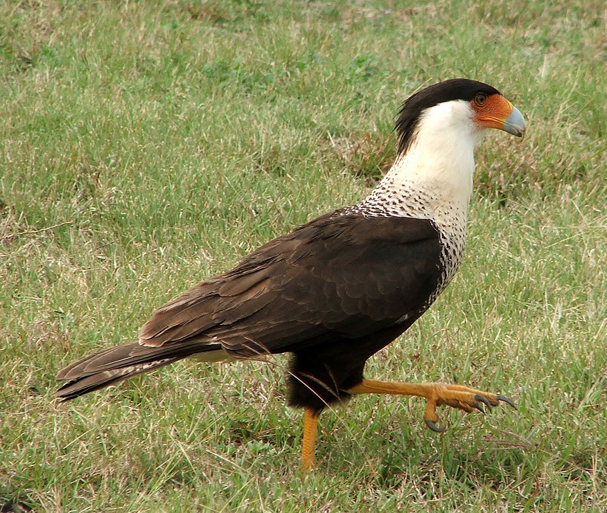 Crested Caracara