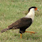 Crested Caracara