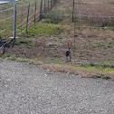 Black-tailed jackrabbit