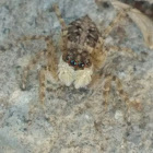 Half-edged Wall Jumping Spider