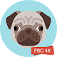 Download Pug Wallpapers 4K Pro Pug Backgrounds For PC Windows and Mac 1