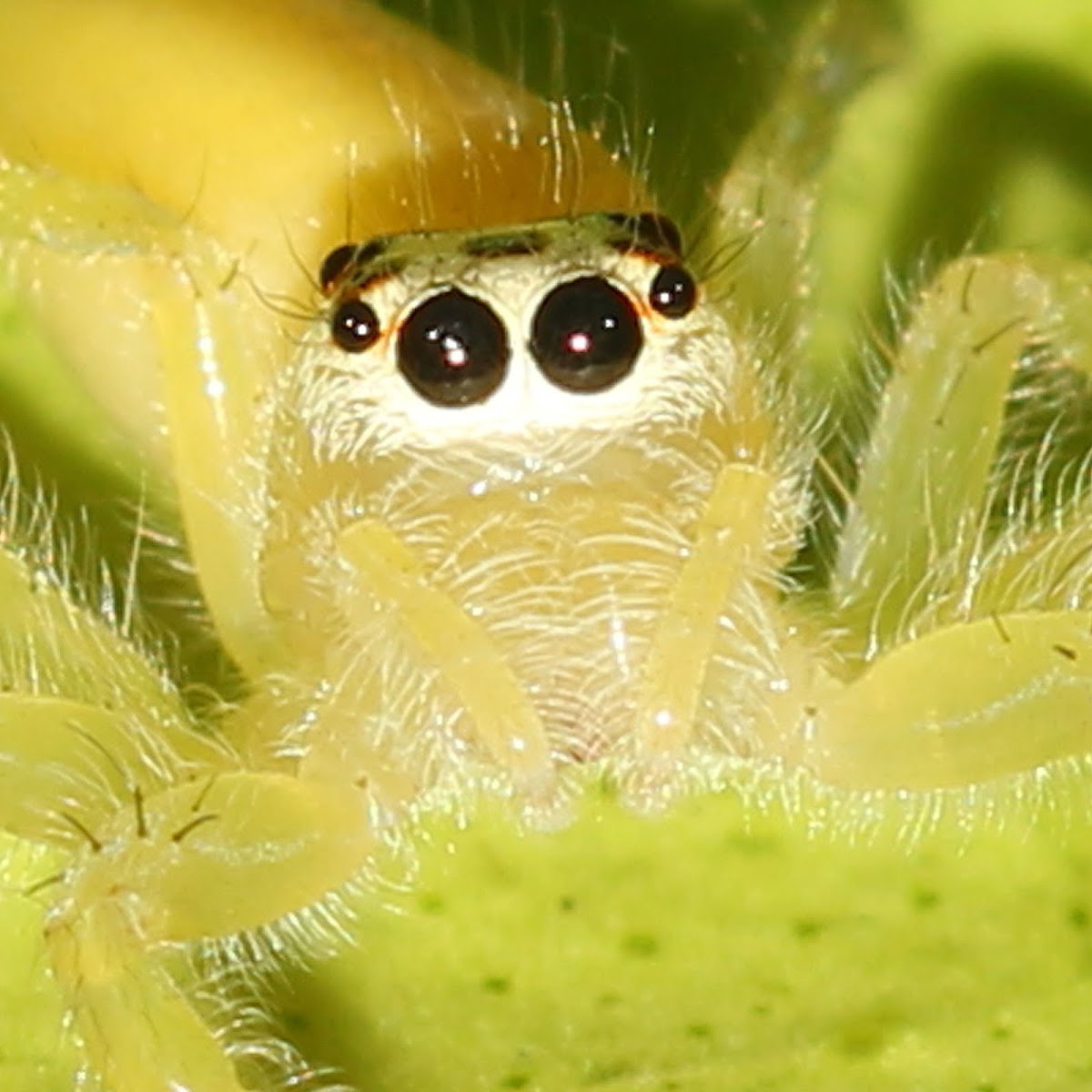 Jumping Spider