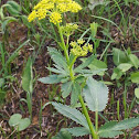 Wild Parsnip