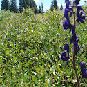 Monkshood