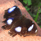 Great Eggfly Butterfly