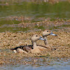 Lesser Whistling Duck