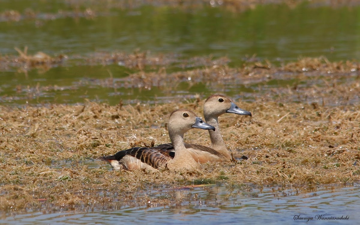 Lesser Whistling Duck