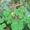 Fewflower Meadow-rue