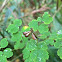 Fewflower Meadow-rue