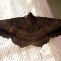 Erebid Moth