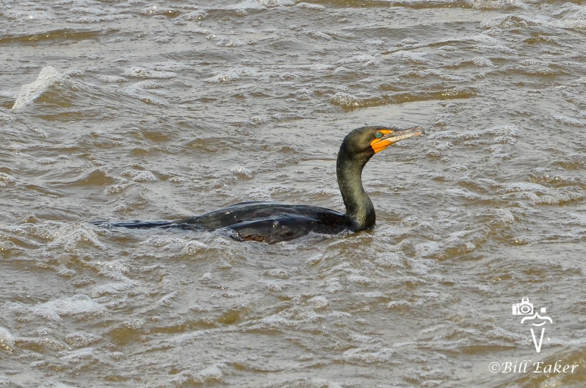 Double Crested Cormorant