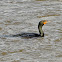 Double Crested Cormorant