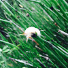 Sycamore Tussock Moth