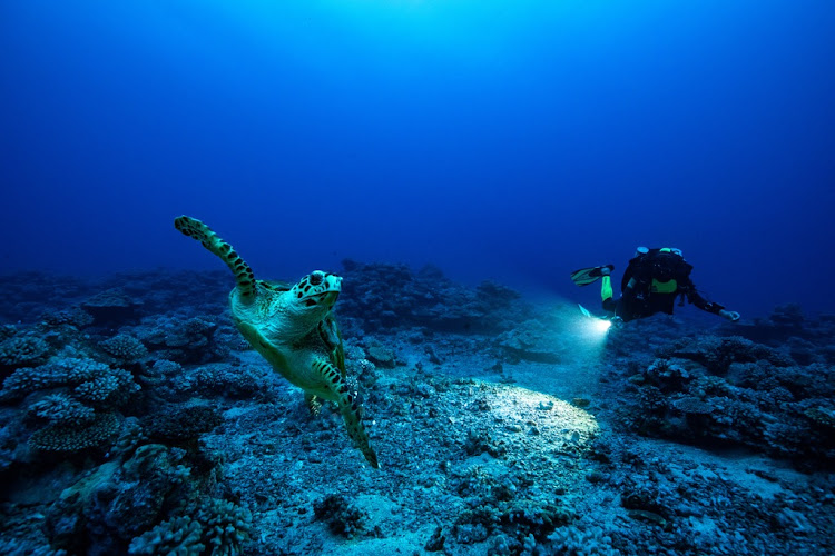 Director of the Under The Pole expeditions Ghislain Bardout during an encounter with a hawksbill sea turtle.