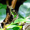 The tailed jay