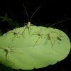 Angle-wing katydid