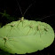 Angle-wing katydid