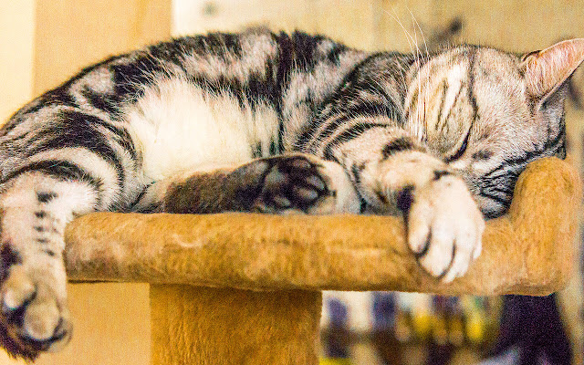 American Shorthair - New Tab in HD