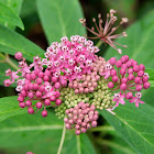 Swamp Milkweed