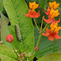 Monarch Butterfly Larvae