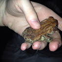 American Toad