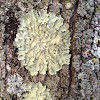 Common greenshield lichen