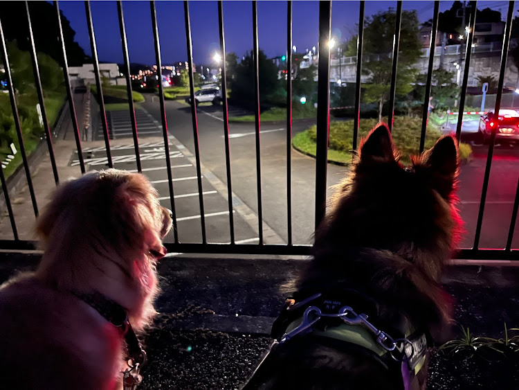 デリカD:5のグリーンデリカ・蛍デリカ・愛犬と一緒に・いつも公園・夜散歩に関するカスタム事例の投稿画像5枚目