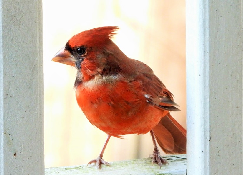 Northern cardinal