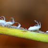 Woolly Aphids