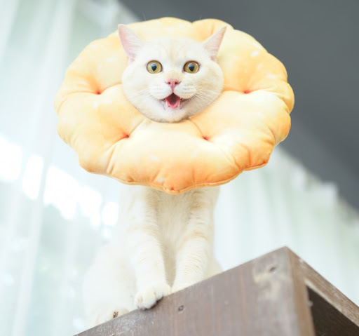 Title 1, Ring for British Short Sterilization Anti-Lick ...
