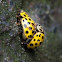 Twenty-two-spot Ladybird