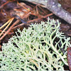 Dixie Reindeer Lichen