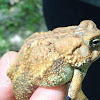 American Toad