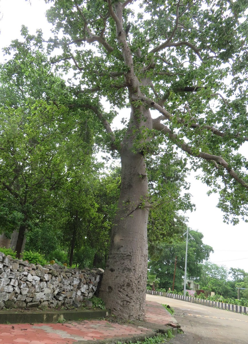 Baobab Tree