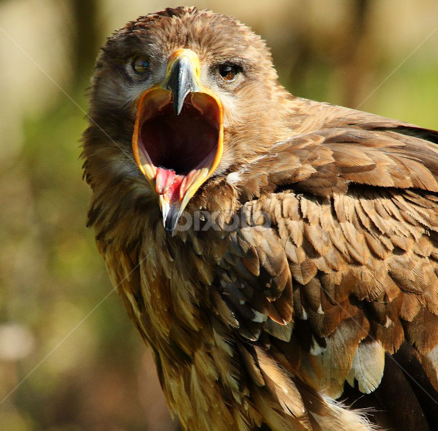 cri de l'aigle | Birds | | Pixoto