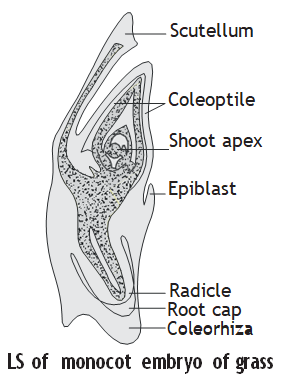 Solution Image