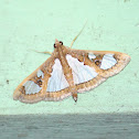 Leafroller Moth