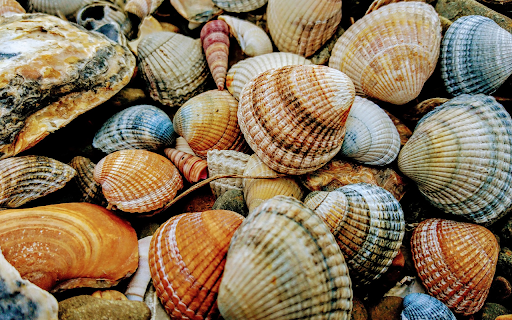 Small Seashells screenshot 1