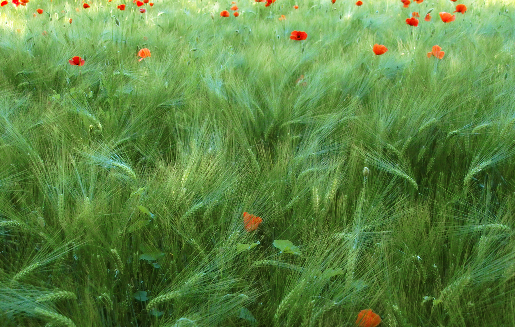 Grano di maggio di mt antona