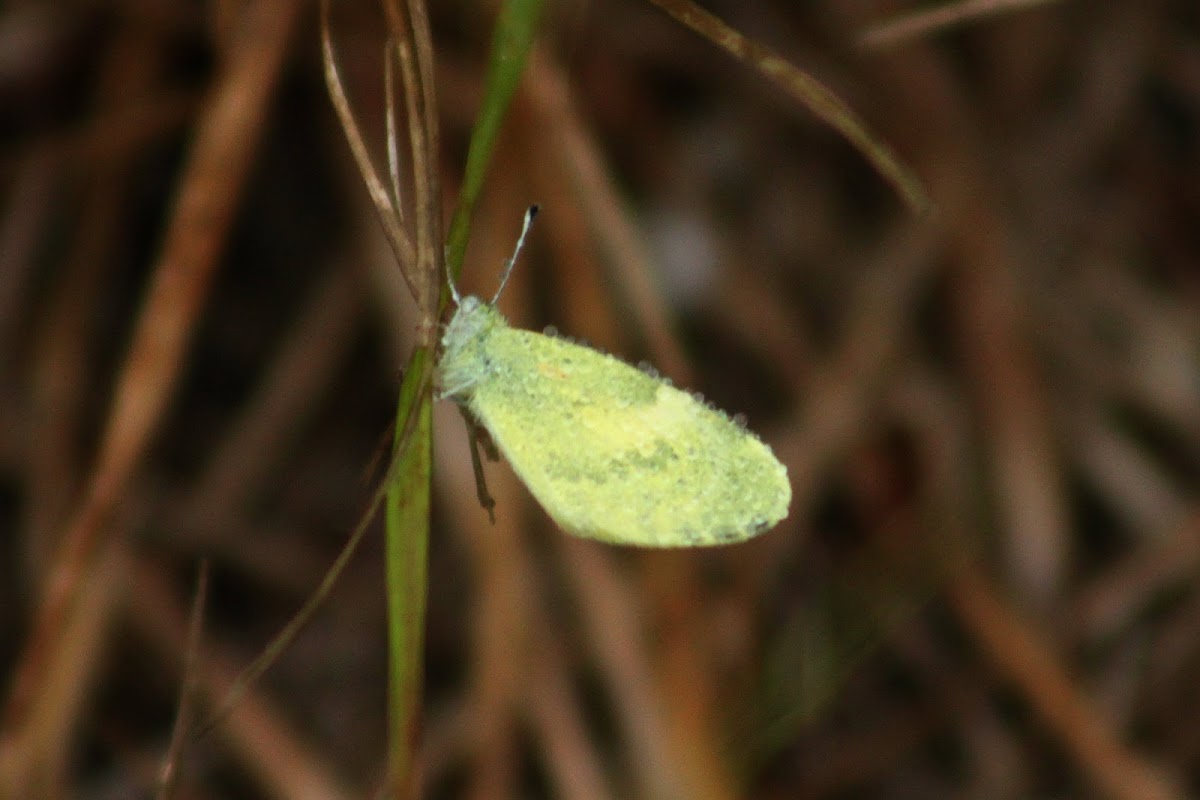 Dainty Sulphur Butterfly