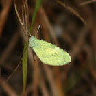 Dainty Sulphur Butterfly