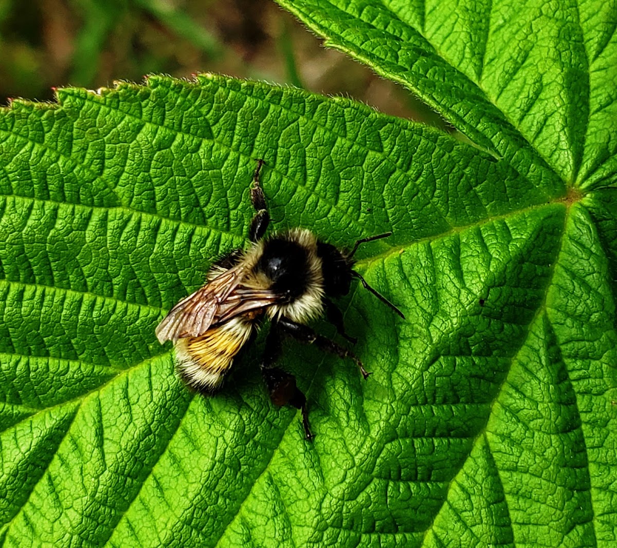 Yellow Bumble Bee