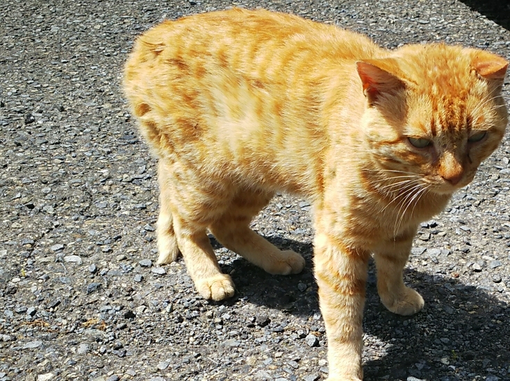 ワゴンRの久々の夜会・黄昏れのたかやまに関するカスタム事例の投稿画像8枚目