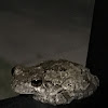 Grey Tree Frog