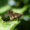 Marbled Grass Skipper