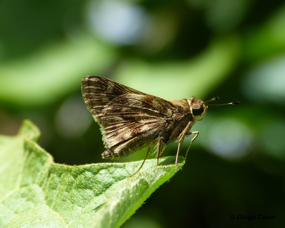 Marbled Grass Skipper